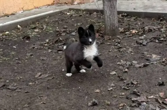 Пропал собака, Плодоносный, Краснодарский край - черно-белый окрас, сбежал с ул. Авиаторов - photo