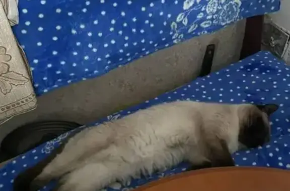 Потерянные животные Няндома, фото: Пропала кошка, улица Карла Маркса, 35, Няндома