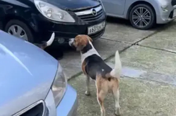 Найдена собака, Сочи, фото: Найден собака, Севастопольская улица, 39, Сочи - бигль, кобель