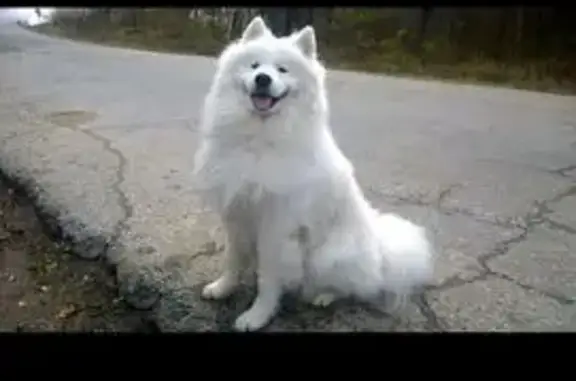 Найденные животные Ясногорск, фото: Найден собака, Дорожная улица, 27, Мокрый Корь, Ясногорск - бегал ночью по полю