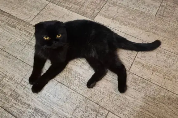 Найдена кошка, Белгород, фото: Найдена кошка, Октябрьская улица, 25, Белгород - черная вислоухая