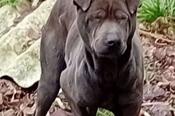 Найдена собака, Гайдук, фото: Найдена собака, улица Маяковского, 4, Гайдук - проблема с глазом