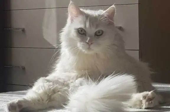 Объявления о пропавших и найденных животных, Новосельцево, фото: Пропал кот, Сельскохозяйственная улица, 7, Новосельцево - белый, длинношерстный