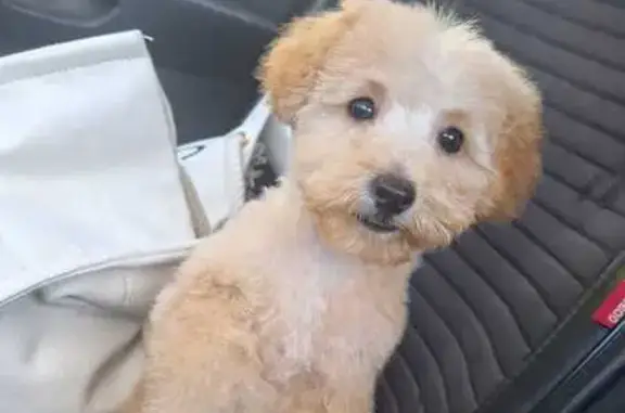 Пропала собака, Красная Поляна - светло-бежевая, кличка Джена - photo