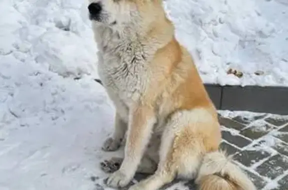 Пропала собака акита ину, улица Павлова, 38, Челябинск - photo