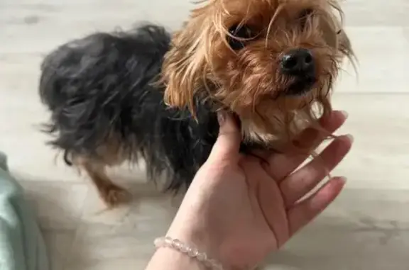 Найдена собака, Краснодар, фото: Найдена собака, женский пол, улица Лузана, 3, Краснодар - черно-рыже-белая, без ошейника