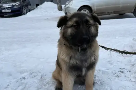Найдена собака, Тюмень, фото: Найдена собака, улица Карла Маркса, Тюмень