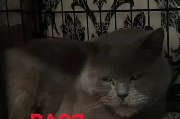 Пропал кот, улица Усиевича, 15, Нижний Новгород - серый британец - photo