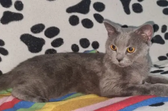 Найденные животные Воркута, фото: Найдена кошка, Тиманская улица, 12А, Воркута - домашняя и ухоженная