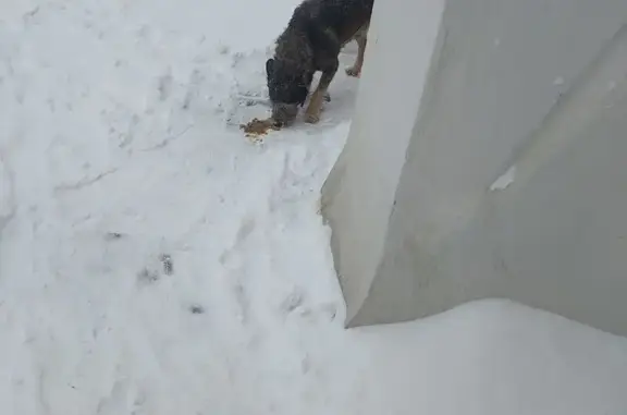 Найдена собака, Москва, фото: Найден собака, мужской, Беговая улица, 34, Москва - ошейник с медальоном в виде сердечка