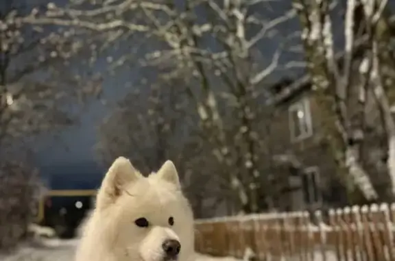 Пропала собака, женский пол, 77А, Сыктывкар - черный ошейник, карие глаза - photo