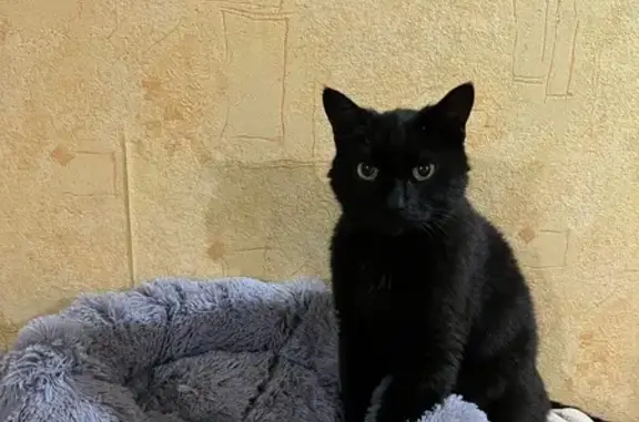 Пропал кот, улица Юности, 10, Ярославль - черный с зелеными глазами - photo