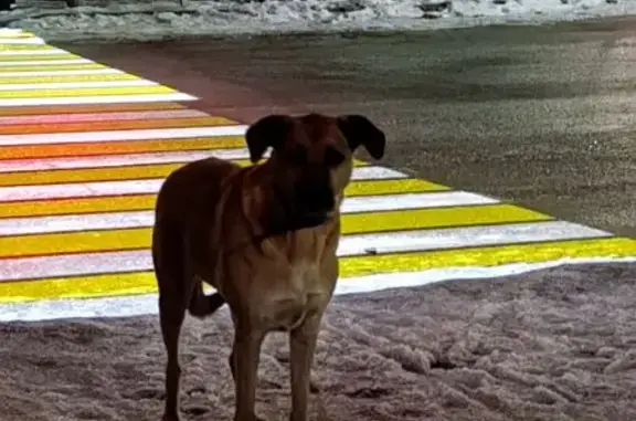 Найдена собака, Краснодар, фото: Найдена собака, девочка, Восточно-Кругликовская улица, 48А, Краснодар