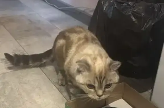 Найдена кошка, Уфа, фото: Найдена кошка, улица Софьи Перовской, Уфа - мраморный окрас, голубые глаза