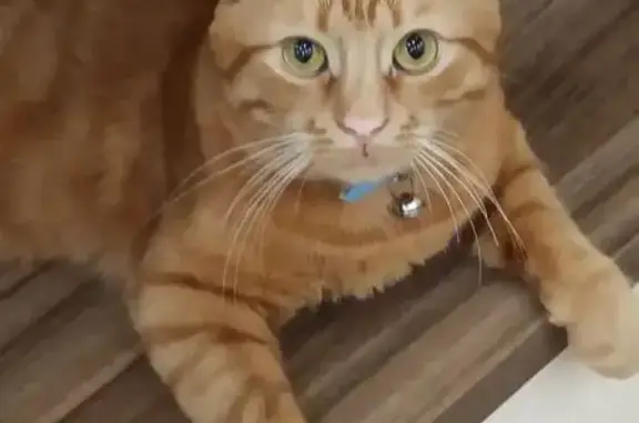 Пропал кот, Корочанская улица, Белгород - правое ушко с дефектом - photo