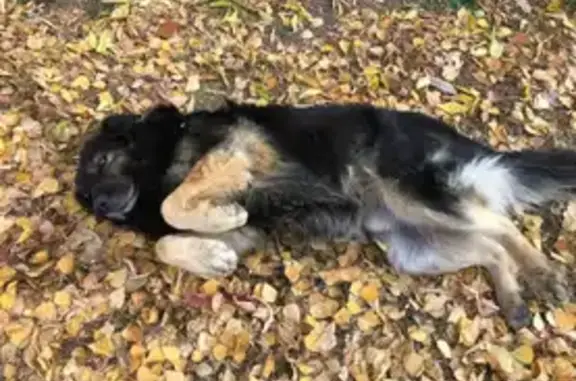 Пропал собака, улица Академика Бардина, Екатеринбург - смесь овчарки с дворняжкой - photo