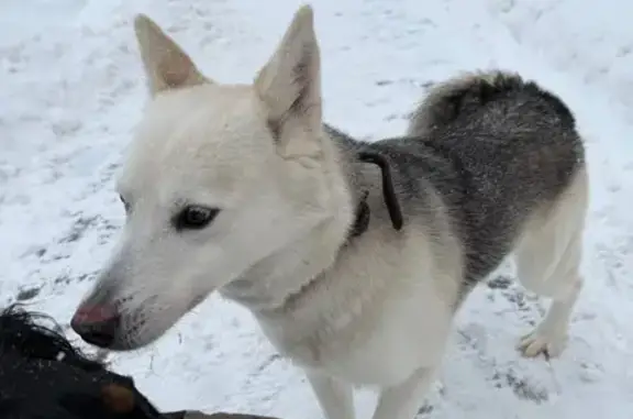 Найдена собака, Мытищи, фото: Найдена собака, 3-я Крестьянская улица, 17, Мытищи - светлая с серой спинкой
