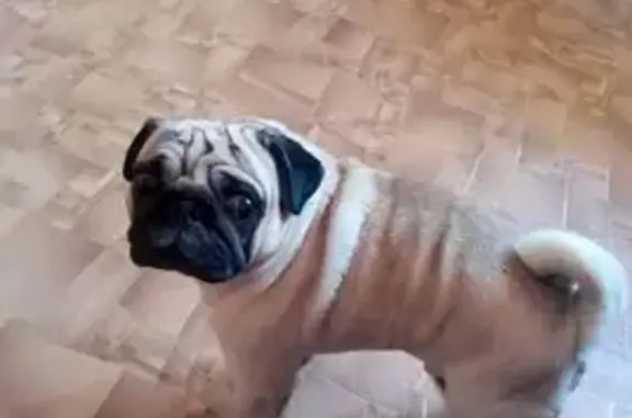 Собаки потеряшки, Дзержинск, фото: Потеряшка собака, мужской, улица Бутлерова, Дзержинск - клеймо YYY 6278