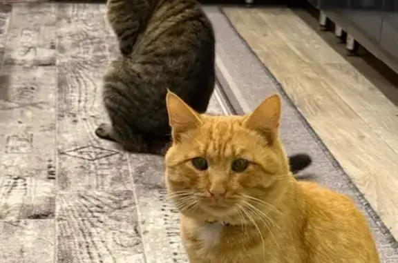 Пропал кот, 5-я Южная улица, Иваново - рыжий с черным ошейником - photo