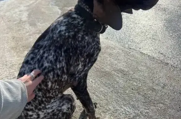 Найдена собака, Южно-Сахалинск, фото: Найдена собака, Южно-Сахалинск — Охотское, Южно-Сахалинск, девочка породы курцхаар