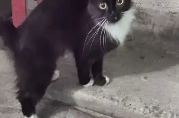 Найдена кошка, Мурманск, фото: Найдена кошка, улица Капитана Орликовой, 50, Мурманск - чёрная с белыми лапками