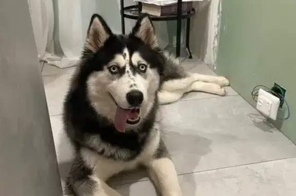 Пропала собака, Армавирская улица, Уфа - девочка породы хаски - photo