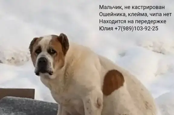 Найдена собака, Давыдовское, фото: Найден собака, Давыдовское, Московская область - алабай белый с рыжими пятнами