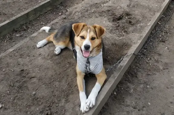 Пропала собака, женский пол, улица Кутузова, 5, Гусев - коричневый ошейник с вертушкой - photo