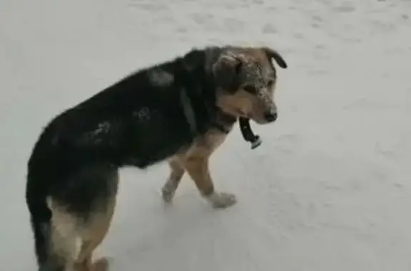 Пропала собака, мужской, улица Клары Цеткин, Кемерово - красный ошейник - photo