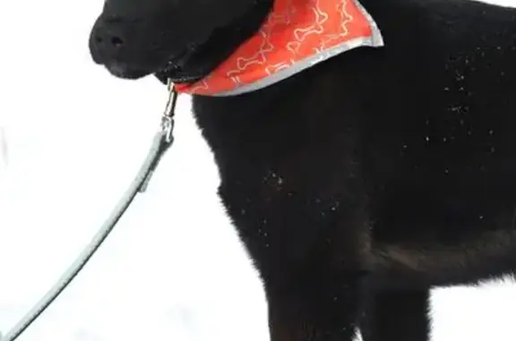 Найдена собака, женский пол, улица Белинского, 61, Калининград - похожа на овчарку - photo