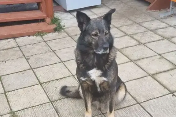 Собаки потеряшки, Сверчково, фото: Потеряшка собака, Селищево, Московская область - в зелёном тканном ошейнике
