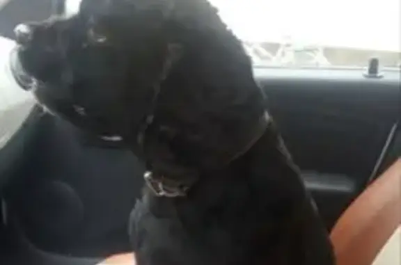 Пропал собака, Шунга, Костромская область - дружелюбный спаниель Крекер - photo