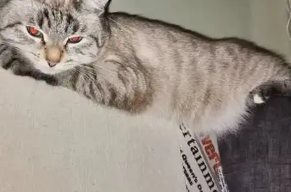 Пропала кошка, Садовая улица, 33, Ржев - белосерая игривая - photo