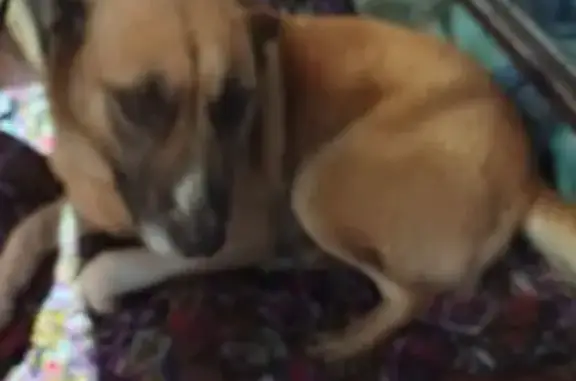 Найдена собака, Краснодар, фото: Найдена собака, женский пол, улица Толбухина, Краснодар