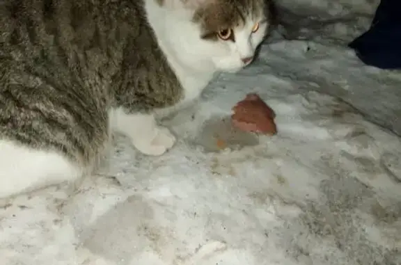 Найдена кошка, Оренбург, фото: Найдена кошка, улица Черепановых, 40, Оренбург - ласковая и упитанная