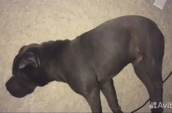 Пропал собака, улица Содружества, 94 к2, Ростов-на-Дону - породы шарпей - photo