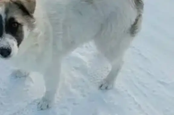 Найдена собака, Кабаково, фото: Найдена собака, Уральская улица, Кабаково - ласковая и игривая