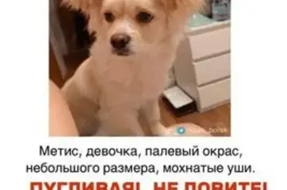 Пропала собака, улица Борисовские Пруды, 20 к1, Москва - щенок в фиолетовом костюме - photo