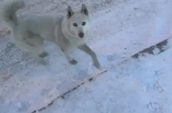 Найденные животные Маркова, фото: Найден собака, мужской, Р-258, 3, Маркова - полностью белый с голубыми глазами