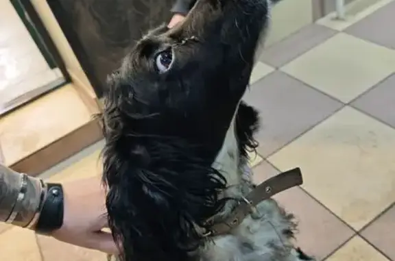 Найдена собака, Мичуринский, фото: Найдена собака, Мичуринский, Пензенская область - чёрно-белая спаниель с серым ошейником