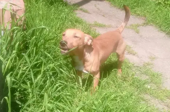 Пропал собака, улица Серова, Краснодар - смесь породы с мордочкой как у таксы - photo