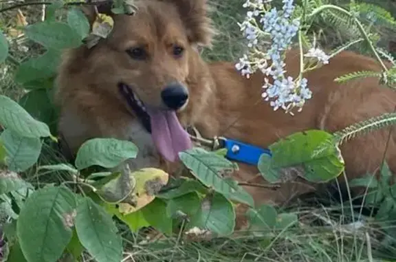 Собаки потеряшки, Боринское, фото: Потеряшка собака, Крутые Хутора, Боринское - рыжая с белой грудкой