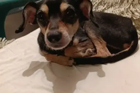 Найдена собака, Омск, фото: Найдена собака, 9-я Солнечная улица, 64, Омск - сильно исхудала и замёрзла