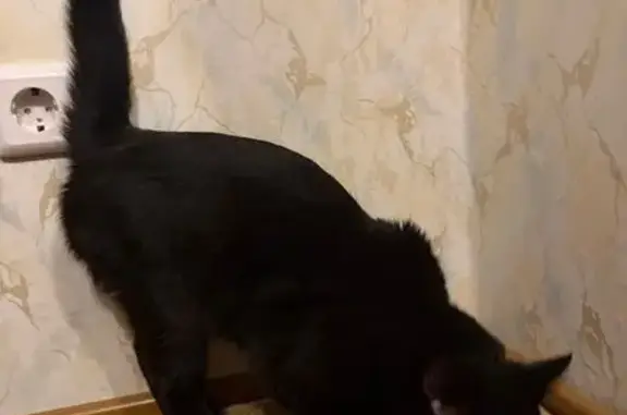 Найдена кошка, Сыктывкар, фото: Найдена кошка, мужской, улица Димитрова, 15, Сыктывкар - чёрный окрас, жёлтые глаза