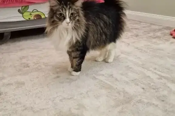 Найденные животные Москва, фото: Найдена кошка, МКАД, 40-й километр, Москва - ласковая и пушистая