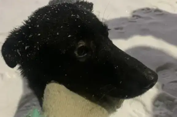 Найдена собака, Красково, фото: Найдена собака, девочка, улица Лорха, 10, Красково