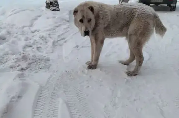 Найдена собака, Прокопьевск, фото: Найдена собака, улица Кучина, Прокопьевск - серая, хромает на заднюю лапку