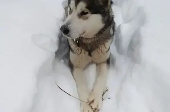 Собаки потеряшки, Уфа, фото: Потеряшка собака, Уфа, Башкирия - крупная с ошейником