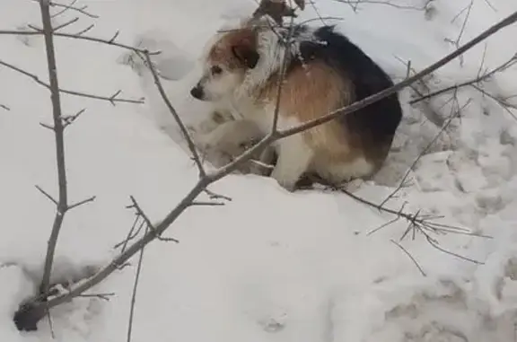 Найдена собака, Тепличный, фото: Найдена собака, Комсомольская улица, Тепличный - катаракта на одном глазу