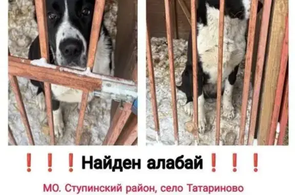 Найдена собака, Татариново, фото: Найдена собака, девочка, Татариново, Московская область - черно-белая алабай